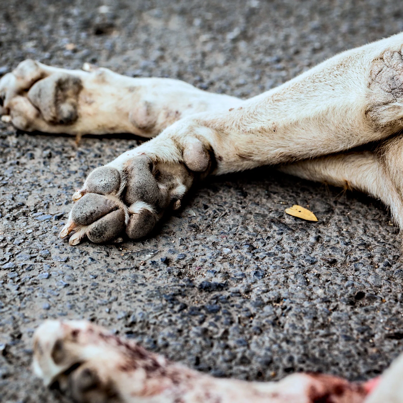 Hund liegt auf der Seite am Boden