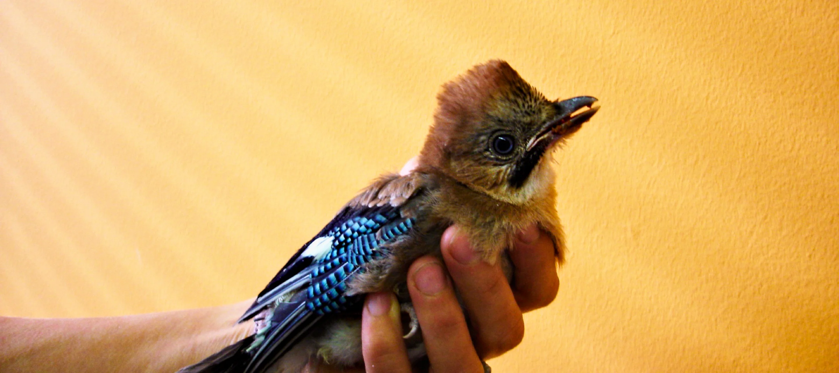 Junger Eichelhäher in einer Hand